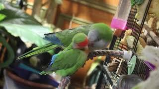 Lovebird and Quaker parrot are best friends