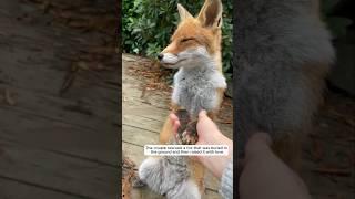 The couple rescued a fox that was buried in the ground and then