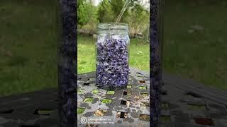 Making a Wisteria Flower Infusion 