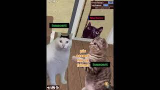MURDER CAT IN MM2 #memes #roblox #meme #bloxfruits #murdermystery2 #catmemes #cat #r63 #survive