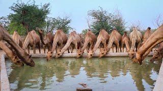 #Camel can drink 200 Liter water in 3 minutes || camel facts