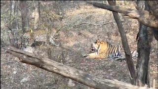 Male Leopard fighting back Tiger.