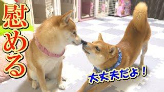 The puppy looked reliable as he noticed and tried to comfort his crying sister Shiba Inu.