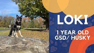 1 Year Old GSD/Husky (Loki) | Best Philadelphia Dog Trainers | Off Leash K9 Training Philadelphia