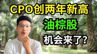 CPO棕油价暴涨，油棕股机会来了？ | 精选2只低估高股息油棕股【理财投资】 ｜阿布abu