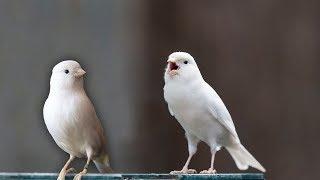 White canaries epic singing battle !