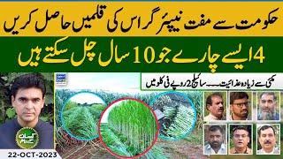 Perennial fodder varieties in Pakistan | Get Napier Grass seed free | Kissan Ke Naam | EP 41