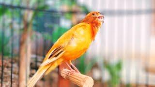 A Special Canary to Seduce All The Canaries - The Belgian Singing Canary