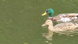 Dancing in the rain: A delightful, romantic journey of seDUCKtive lovebirds. @SITHEEQUE #ducks