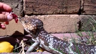 Shingleback Skink