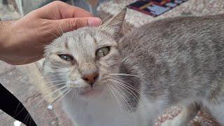 Extremely Sweet Gray Stray Cat.