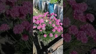 Армерия моя садовая радость)