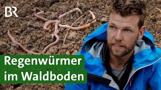 Gesunder Boden: Welche Baumarten locken den Regenwurm in den Wald? | Mischwald | Unser Land | BR