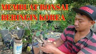 Cara membuat bonsai beringin korea