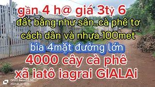 4000 cà phê tơ  xã iatô iagrai.. đất bằng sân.sat dân cư.#datvuongialai  #batdongsan #banvuoncaphe