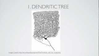 What Is A Dendrite?