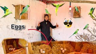 Aviary Mein Green Parrots Ny Itny Zyada Andy Dy Diye  | Ahma Daily Pets Vlogs