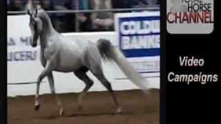 Total Horse Channel - SEE THE HORSE INDUSTRY