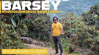 A slice of paradise in Sikkim | Barsey Rhododendron Sanctuary |