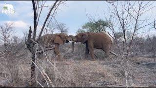 Drama Between the Elephant Bulls & A Python Encounter in the Bush 