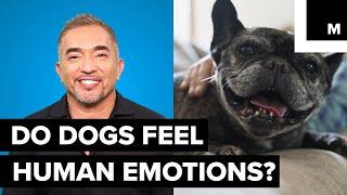 Cesar Millan explains doggy emotions