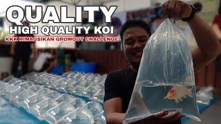 AMAZING QUALITY KOI FISH | Himagsikan Koi Farm Growout Challenge 2023