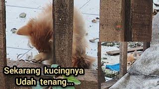 kabarnya kucing yang dibuang dilahan kosong bekas ruko.