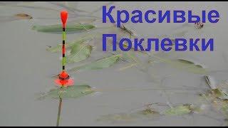 КРАСИВЫЕ ПОКЛЕВКИ-2. Рыбалка, Поплавочная удочка, Ловля на поплавок. Ловля карася