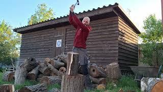 Заготівля дров. Harvesting firewood.