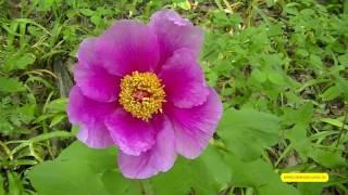 Крымские лесные пионы. Эндемический вид. Crimean forest peonies. Endemic appearance.