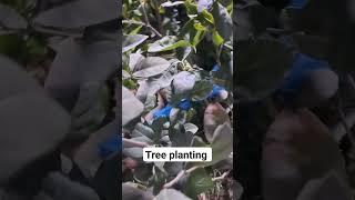 Tree planting. #viral #yt #ytshorts #ytviral #reels #ytube #youtube #beautiful #instagram #treeplant
