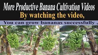 How To Banana Harvesting Cableway, Banana Processing in Factory Banana farm to harvest