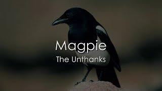 Magpie - The Unthanks - LYRICS