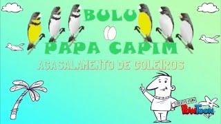 INTRO ACASALAMENTO CANAL BULÚ PAPACAPIM