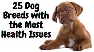 25 Dog Breeds with the Most Health Issues