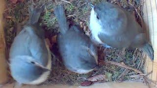 Behind the Scenes with Adorable Tufted Titmouse Babies: Time-Lapse Video inside Nest Box