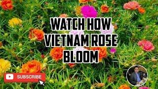 WATCH HOW VIETNAM ROSE BLOOM | HYPERLAPSE