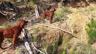 Hunting Pheasant with Irish Setters