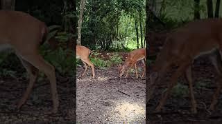 #deer #florida #wildlife #dogs #bucks #hunting #yolo #nature #pets