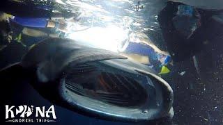Longest Manta Feed Ever! - Manta Ray Night Snorkel Kona | Kona Snorkel Trips