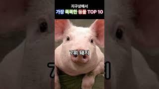 지구상에서 가장 똑똑한 동물 TOP 10