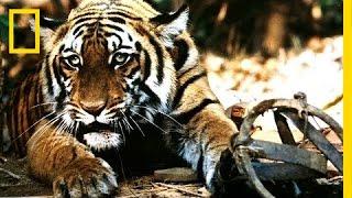 Battling India's Illegal Tiger Trade | National Geographic