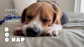 what happens after explores? • sleepy beagle • cute dog naps • silent dog vlog
