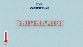Sanger DNA Sequencing - Gel Electrophoresis Animation