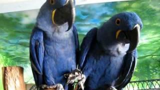 Hyacinth Macaw Love