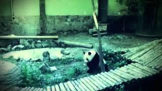 Panda retro Short Movie 熊貓懷舊無聊小短片 by PINKWORK