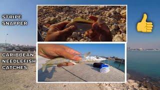DOHA SHORE FISHING | BAIT AND WAIT SHORE FISHING