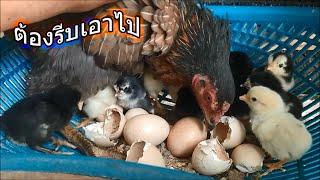 แม่ไก่เริ่มแย่งรังกัน ทำให้ลูกไก่ตกจากรัง ต้องรีบเอาไป