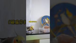 当我拍到小鸟自恋的证据.. #cockatiel #玄凤鹦鹉 #pets #lovely #cute