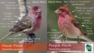 ID Tips: Purple Finch vs. House Finch